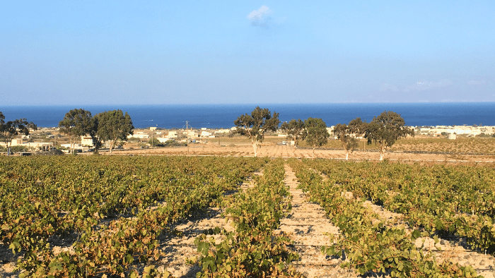 winery in Santorini via private transfer